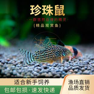 金翅珍珠鼠鱼活体水草缸鱼缸吃垃圾底层清洁工具底栖清洁工具鱼