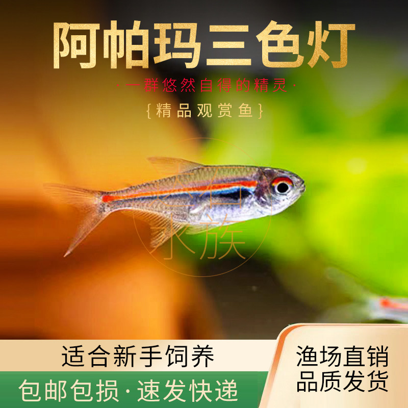 阿玛帕三色灯鱼小型热带鱼高端草缸活体鱼淡水观赏鱼