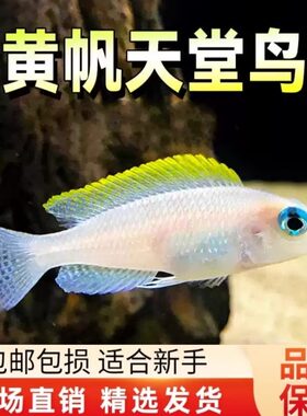 天堂鸟卷贝观赏鱼苗短鲷热带鱼