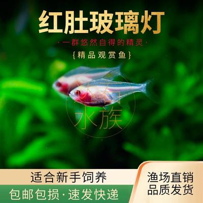 适合草缸群游效果好好养耐活