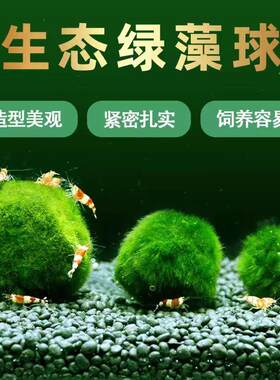 绿藻球鱼缸水草生态瓶