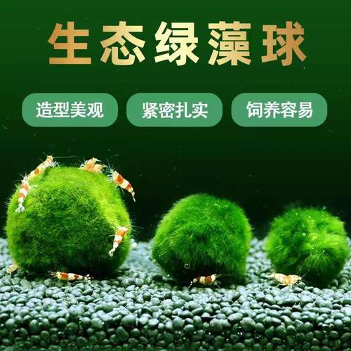 绿藻球鱼缸水草生态瓶