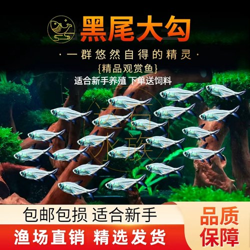 黑尾大勾淡水群游性好适合草缸