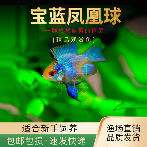 热带鱼淡水易发色适合草缸