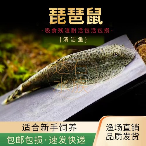 琵琶鼠鱼爬岩鳅双吸盘除藻清道夫
