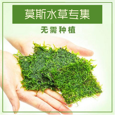 大三角莫斯摩丝moss活体植物套餐鱼缸水族箱造景装饰真水草包邮 虎窝淘