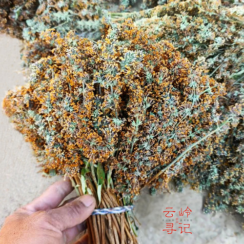 【带枝带叶】云南密蒙花染饭花糯米花植物染料黄花染色粽子泡水