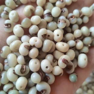 福利款天然金佛草棕榈树籽散珠手串菩提念珠DIY礼物已抛光已打孔