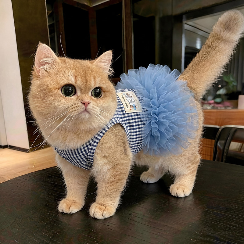 猫咪衣服小猫防掉毛夏天薄款条纹格子公主裙德文猫布偶猫2026新款