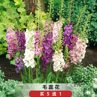 毛蕊花种子牛耳草海绵薄种籽孑花园线性造景多年生可切花盆栽地栽