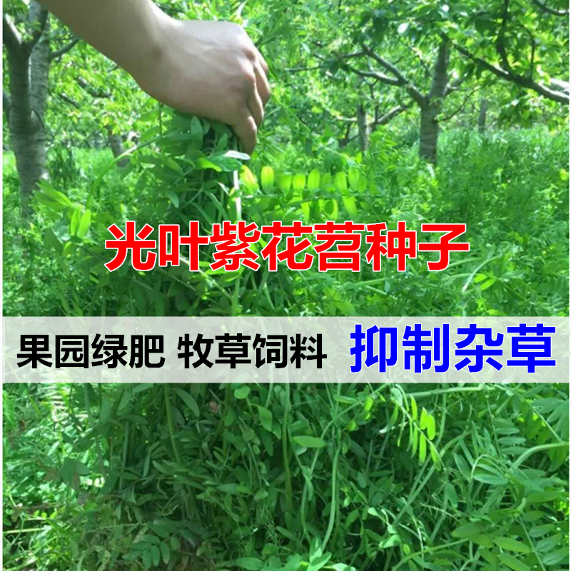 果园绿肥种子紫花苕子种长柔毛野豌豆毛苕子养蜂蜜源草种绿肥种籽