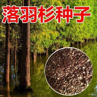 落羽杉树木种子落羽松树水生池塘浅水杉树种子
