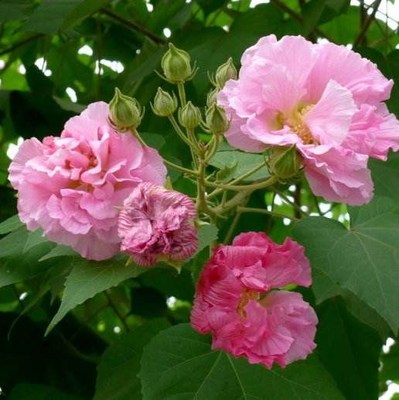 新采木芙蓉种子  拒霜花地芙蓉春播秋播多年生花卉芙蓉花种子
