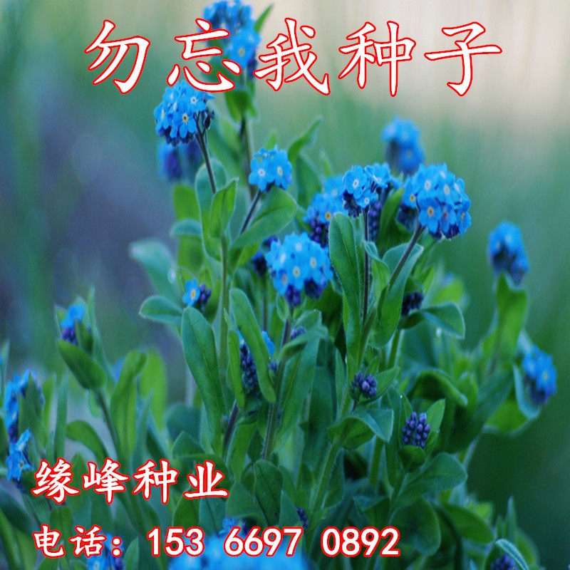 勿忘草种子价格 勿忘草种子图片 星期三