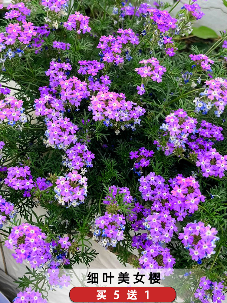 细叶美女樱种子绣球花羽裂马鞭草匍匐地被五色梅种籽阳台盆栽春秋