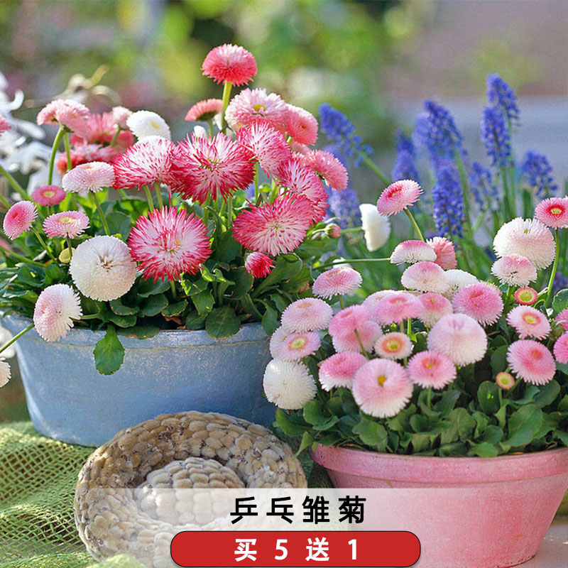 乒乓菊雏菊种子延命菊马兰头太阳菊花籽地被花卉花坛阳台盆栽秋播