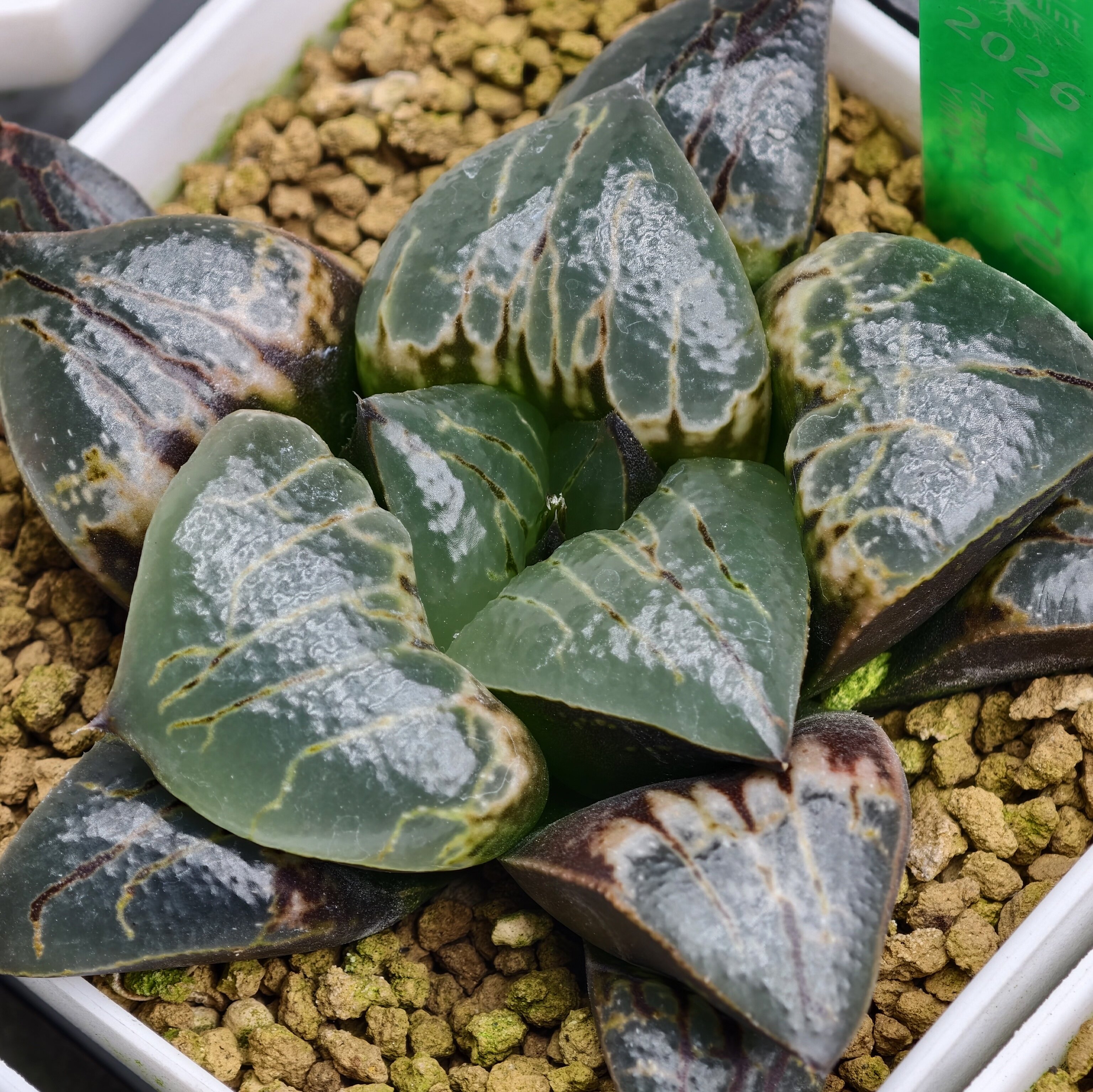 【实生十二卷2】瓦苇Haworthia多肉植物万象玉扇寿一物一拍包邮