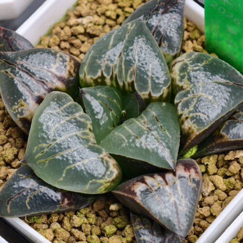【实生十二卷2】瓦苇Haworthia多肉植物万象玉扇寿一物一拍包邮