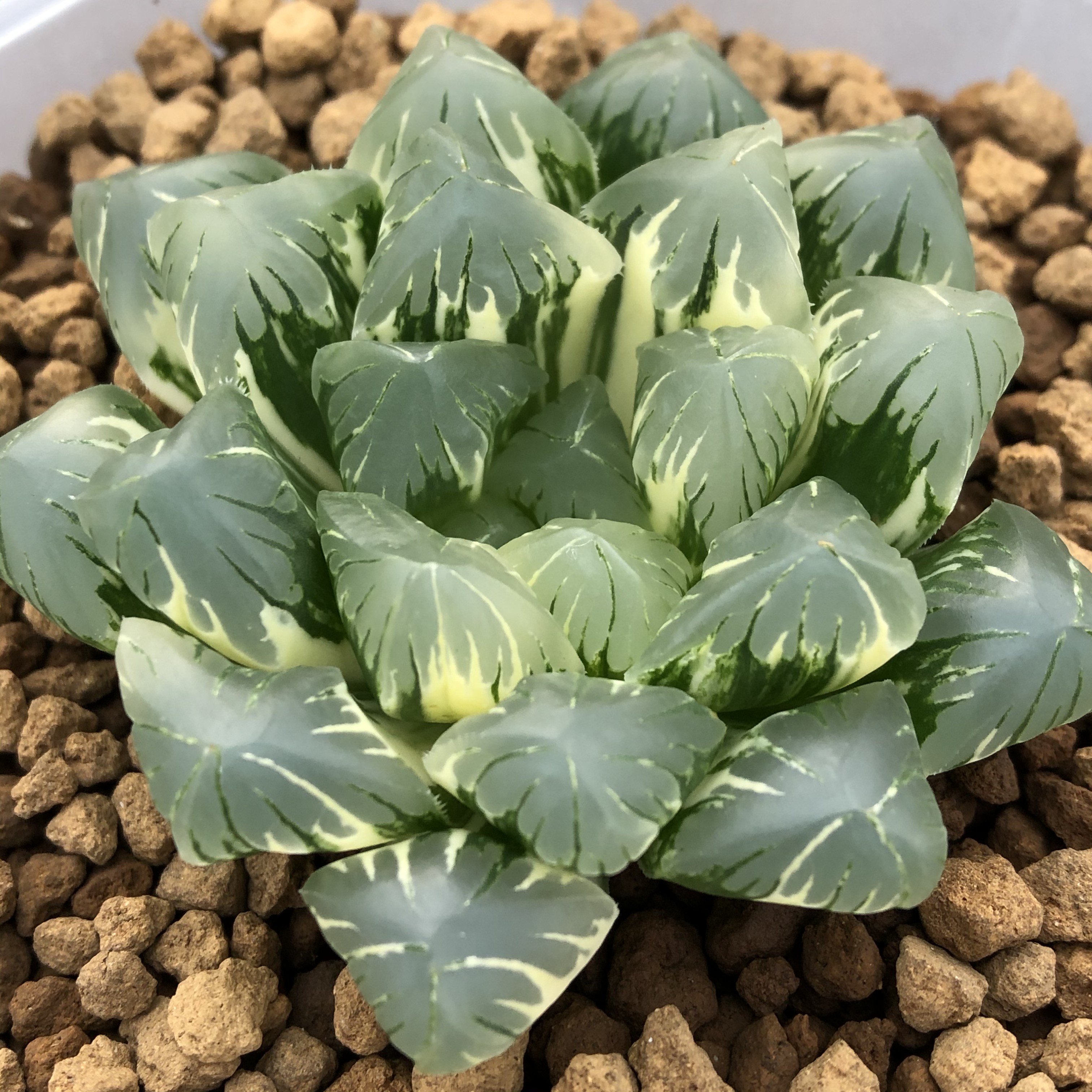 【广濑玉露锦】 haworthia一物一拍多肉植物冰灯水晶玉露田田