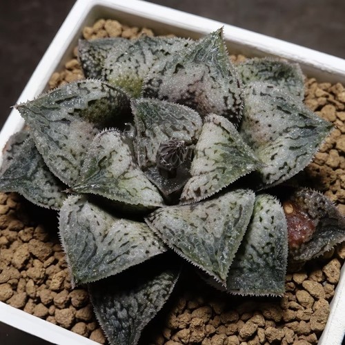 【Frozen】十二卷多肉植物阳台带盆栽Haworthia一物一拍瓦苇包邮
