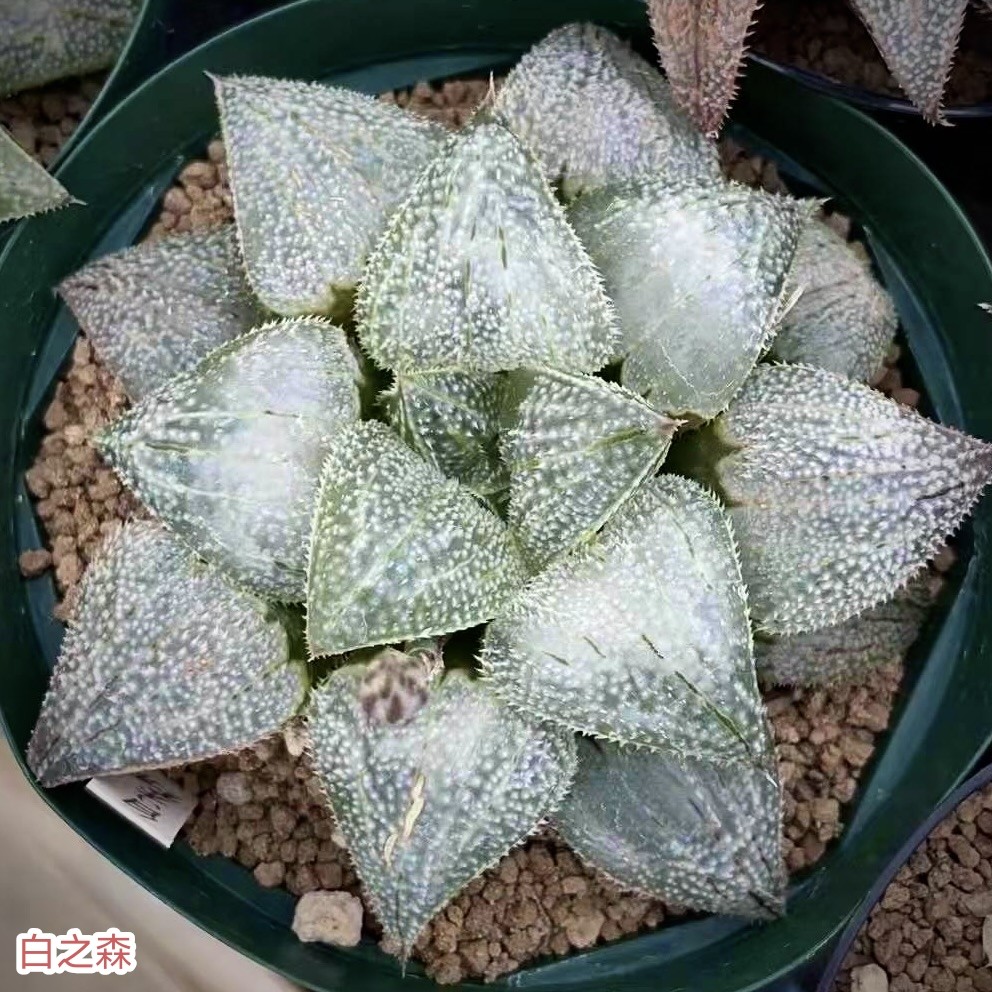 【白之森】十二卷多肉植物带盆栽好Haworthia一物一拍瓦苇包邮