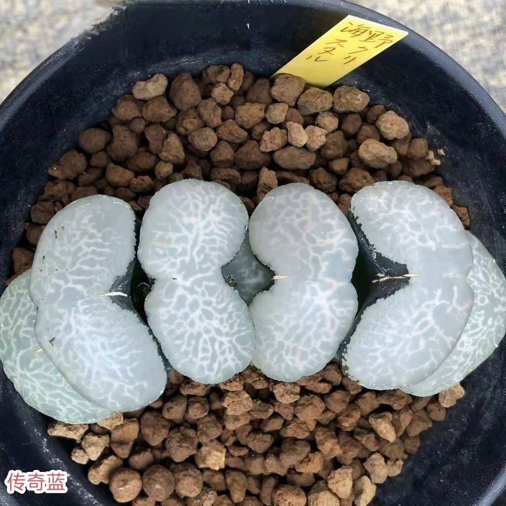 [传奇蓝玉扇]十二卷多肉植物带多肉植物