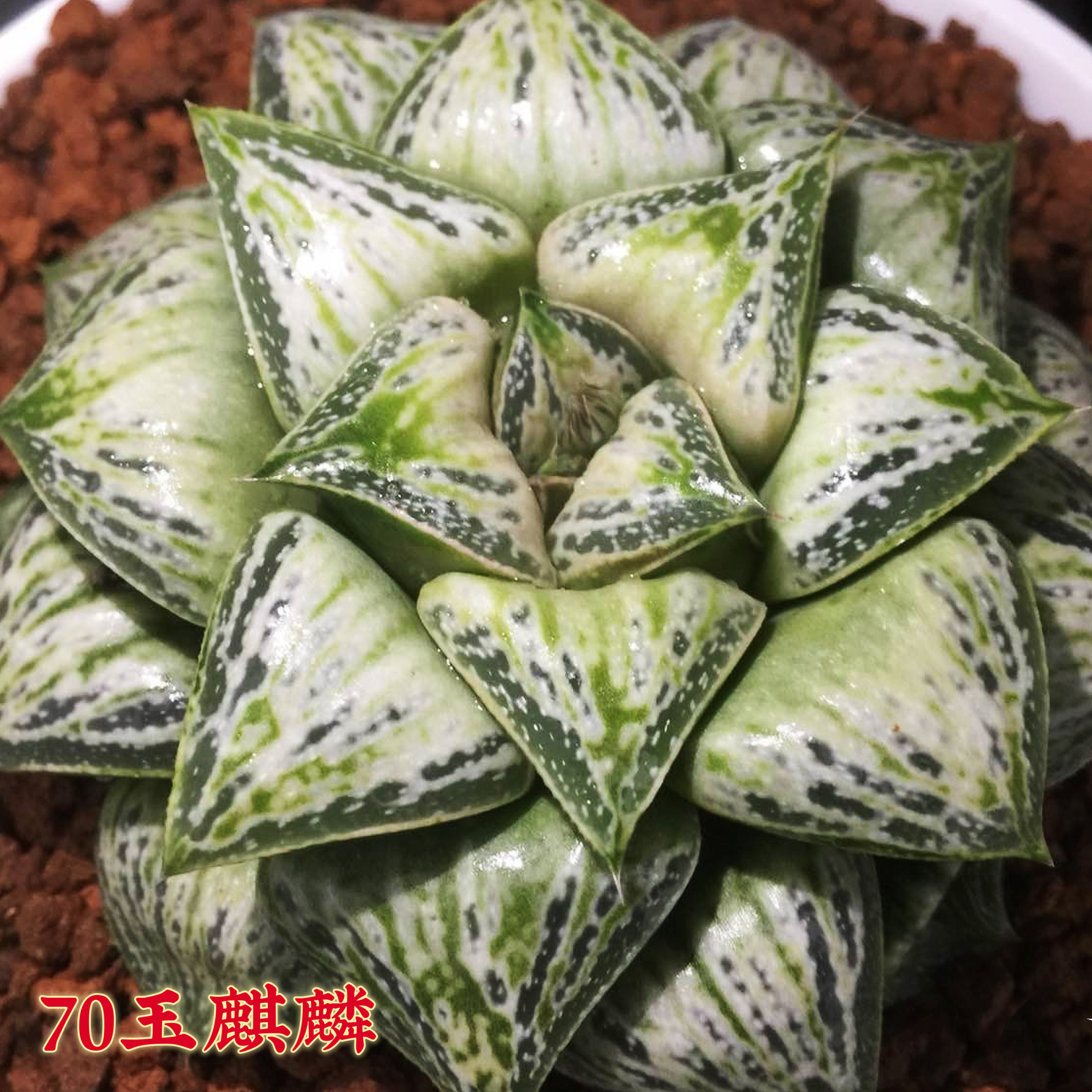 玉麒麟青蟹十二卷多肉植物带盆栽好Haworthia一物一拍瓦苇包邮