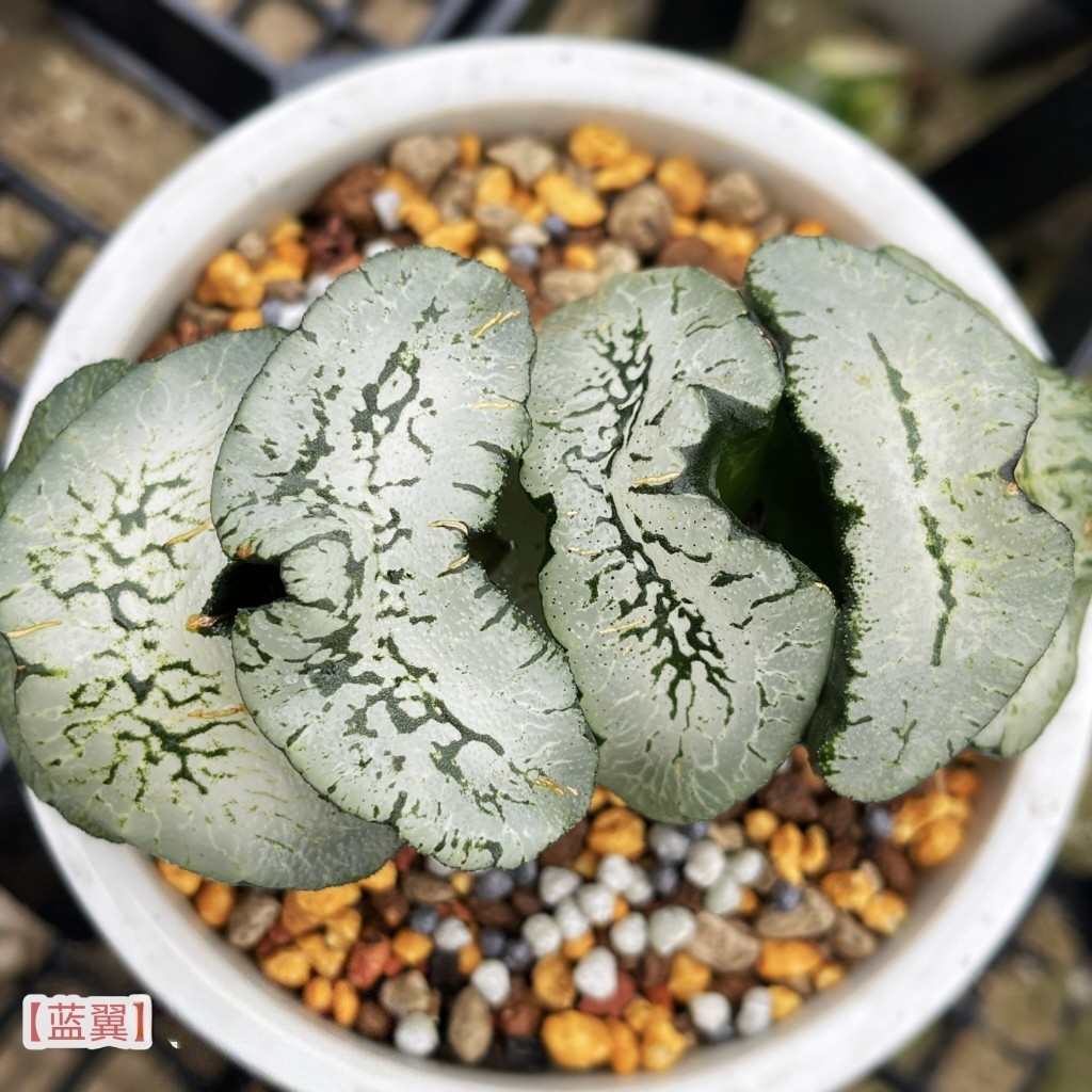 【蓝翼玉扇】十二卷多肉植物带盆栽好Haworthia一物一拍瓦苇包邮