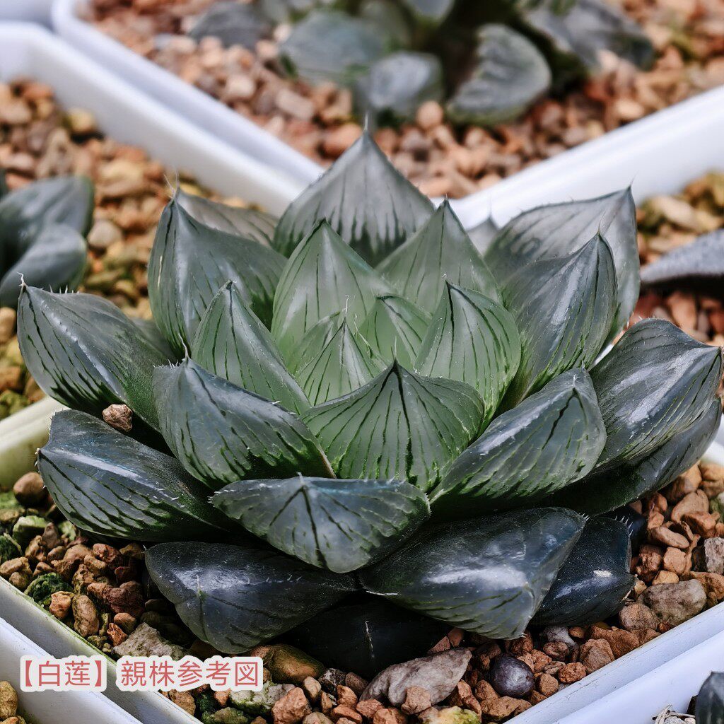 白莲玉露十二卷多肉植物Hawo多肉植物