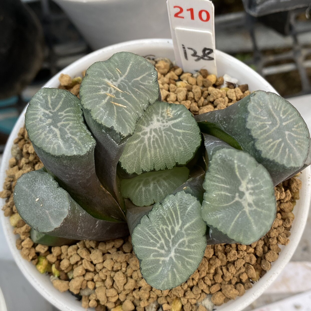 210号飞鸟万象8.2厘米