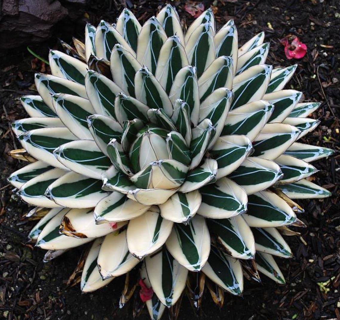 s【冰山龙舌兰】白锦侧芽多肉植物精品包邮非偏远块根笹之雪雪山