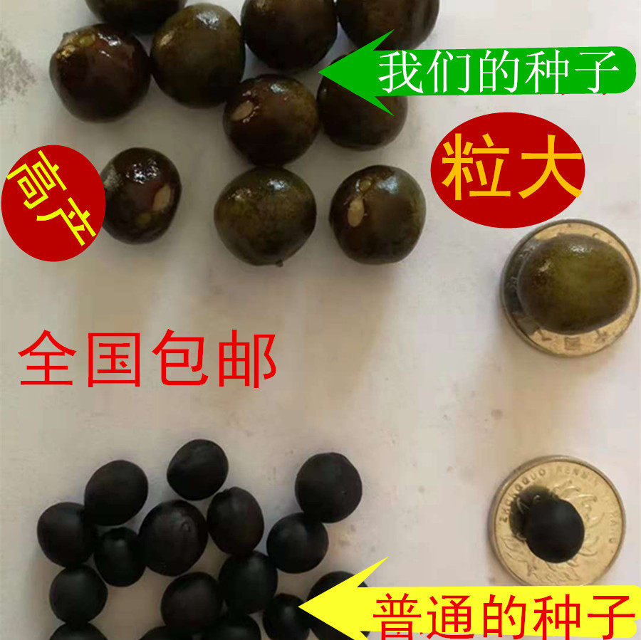 杂交可留种高产大粒无刺芡实种鸡头果鸡头米种子合作承包水面