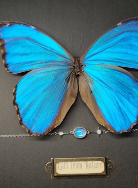 大蓝闪蝶真蝴蝶标本镀银手链圆形戒面精致ins设计生日礼物送女友