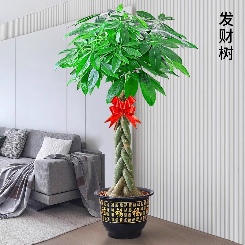 顺丰包邮 品质五辫1.7-1.8米(不含)L3辫子发财树公司开业乔迁送礼