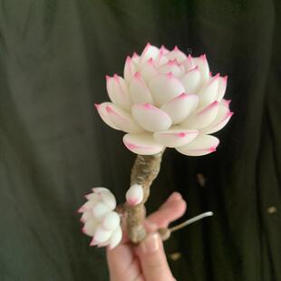 Cc原创树脂黏土仿真多肉永生仙气边线女王白麦秆盆栽办公室桌面摆