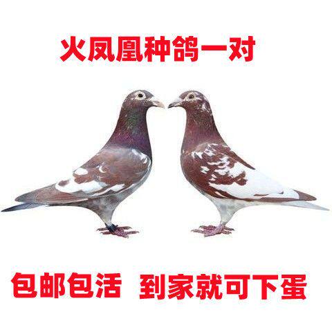 信鸽异色种鸽青年一对