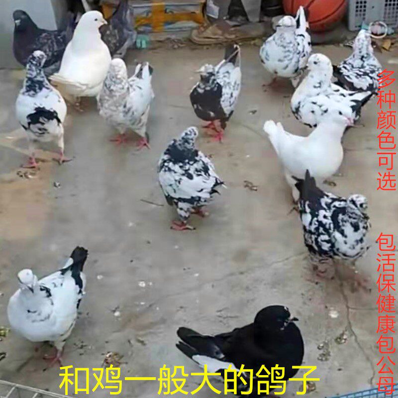 大体元宝圆环活体肉鸽摩登娜一对观赏鸽青年种鸽二斤左右公斤鸽子