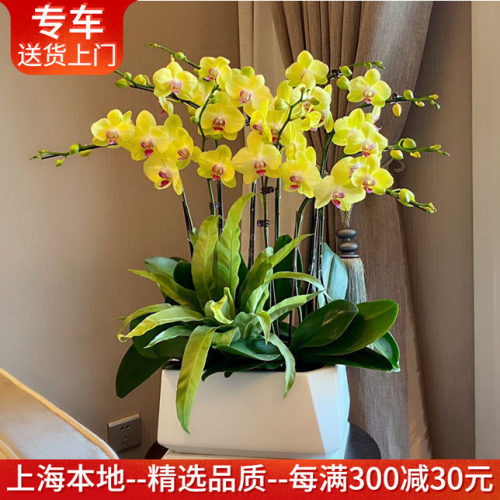 年宵花卉开业乔迁商务蝴蝶兰盆栽