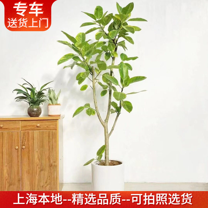 黄金榕盆栽花叶橡皮树室内植物