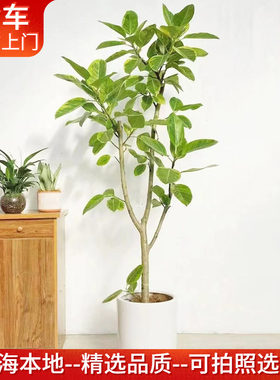 黄金榕盆栽花叶橡皮树室内植物
