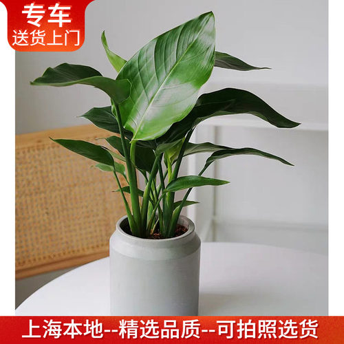 天堂鸟盆栽又名鹤望兰室内植物