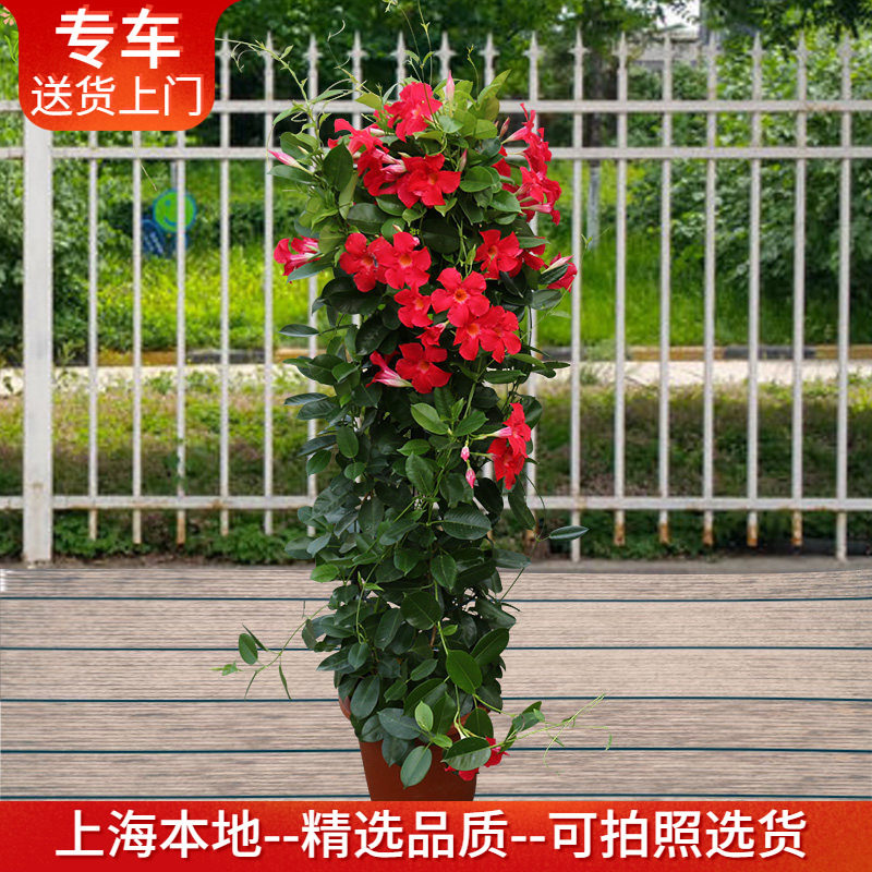 大型飘香藤双喜藤盆栽四季开花花香清新爬藤攀援植物阳台庭院花卉