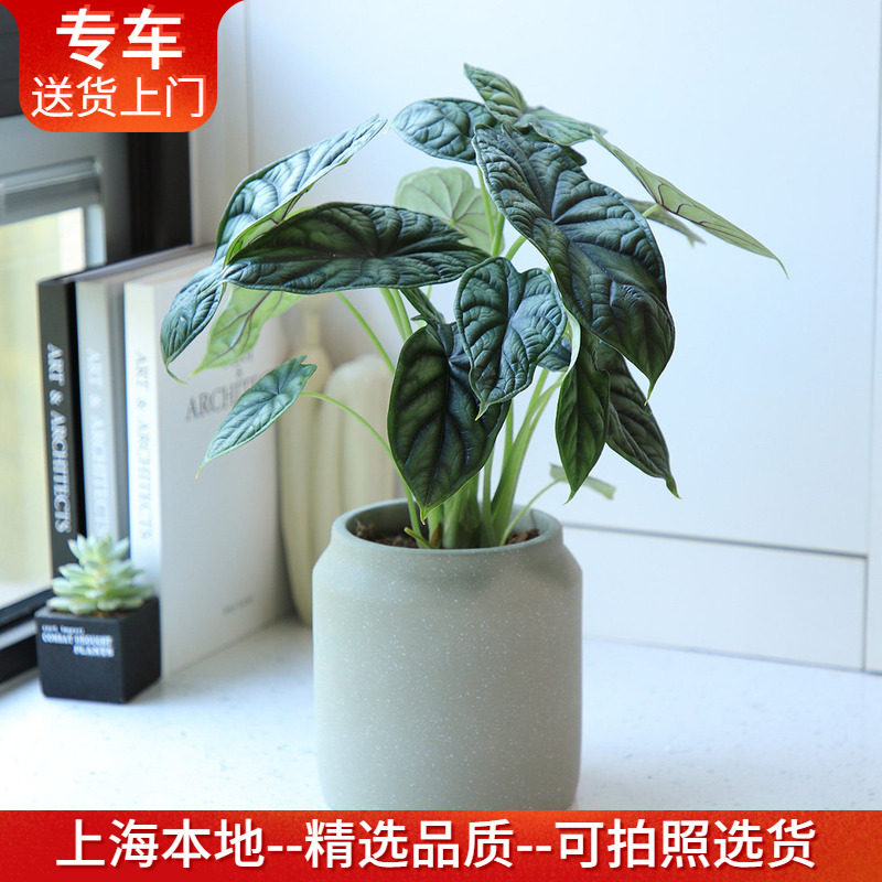 龙鳞海芋盆栽 精品北欧风观叶植物热植室内桌面阳台窗台好养绿植