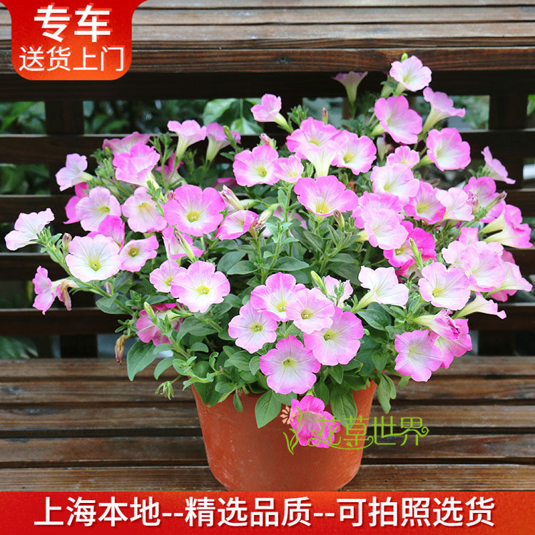 矮牵牛花盆栽喇叭花开花植物花期长阳台窗台庭院摆放上海送货上门