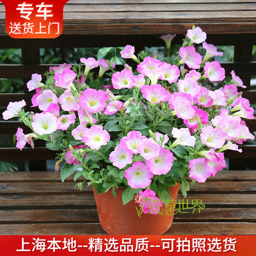 牵牛花盆栽带花阳台植物花期长