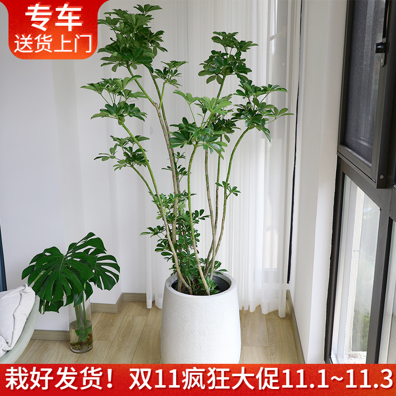 造型鸭脚木盆栽招财树 橡皮树吸甲醛植物室内办公室阳台客厅绿植