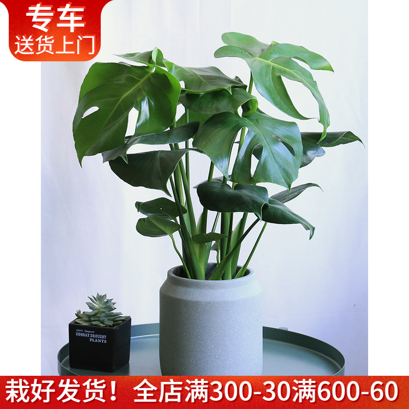 龟背竹盆栽净化空气室内好养绿植