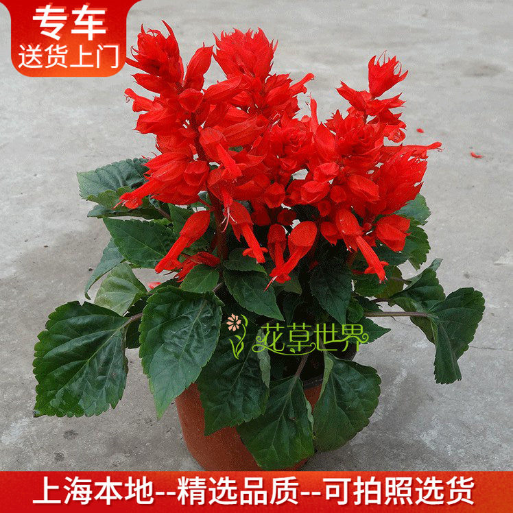一串红盆栽炮仗红 耐晒花期长 观花植物阳台窗台户外庭院花坛花卉