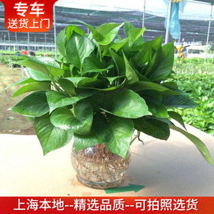 水培绿萝 室内净化空气植物耐阴卧室客厅办公室绿植 玻璃瓶套装