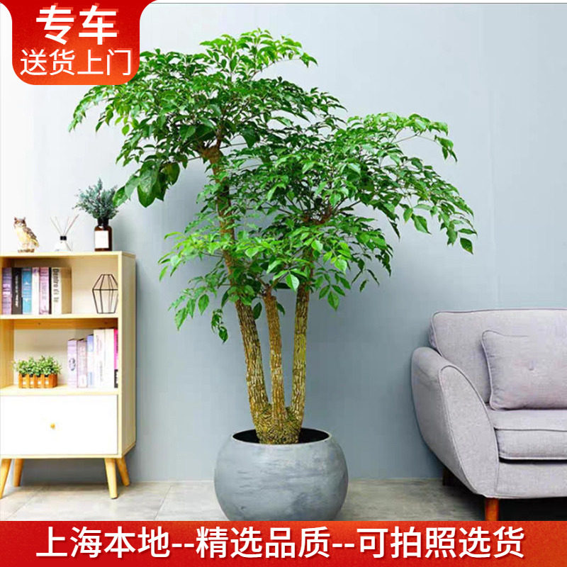大型幸福树盆栽 多叉幌伞枫大厅植物办公室绿植 高端大气上档次